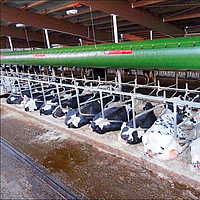 Lubratec Tube Cool over a divided cubicle with several cows in a cow shed