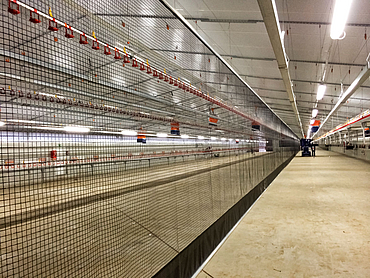 Roller screen used as a partition in a poultry house