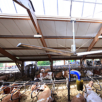 Side view on a Lubratec ceiling fan in a cow shed