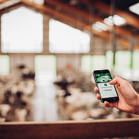 Person with smartphone, cowshed