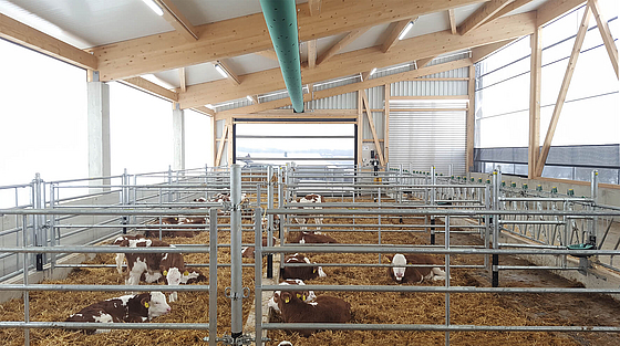 Healthy calf barn realized with the Lubratec concept for healthy calf husbandry