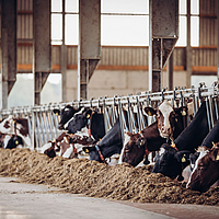 Cows eating in the barn