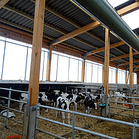 Calves stand under the Lubratec ventilation hoses for improved stable climate
