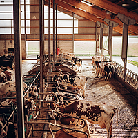 View of a cowshed from the inside