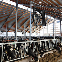 Distant view of several built-in axial fans in a cow barn
