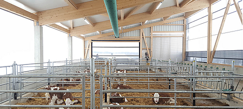 Lubratec Concept - Climate concept for healthy calf rearing Interior view of Lubratec climate stable with cows for healthy calf rearing