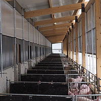 Both sides of the pigsty equipped with Lubratec lifting windows