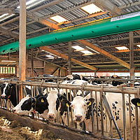 Lateral distant bottom view of the Tube Air ventilation hose in a cow barn