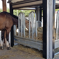 Horses eat at the automated feed trough